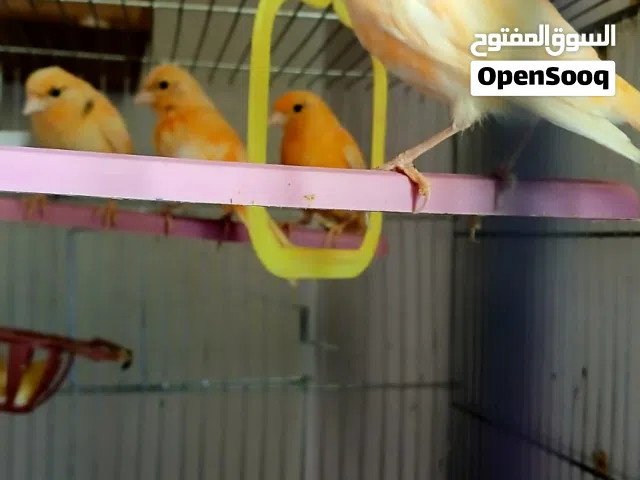 كنارات جزري حبات بجنن مشاء الله