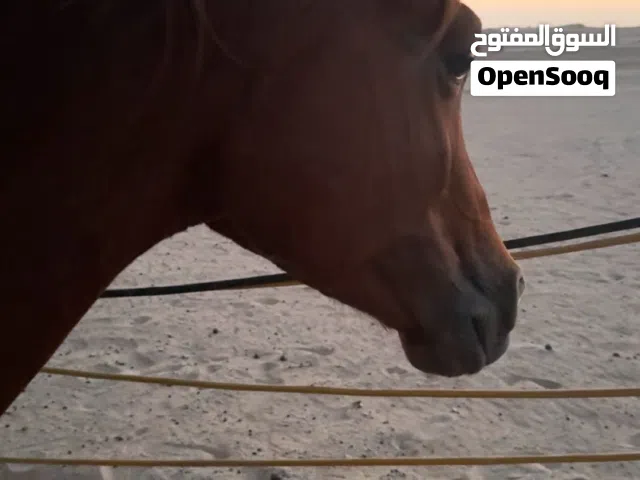 للبيع خيل النوع فحل مافي اي اعراض الخيل متاعفى صحته ممتازه الخيال مش معسوف