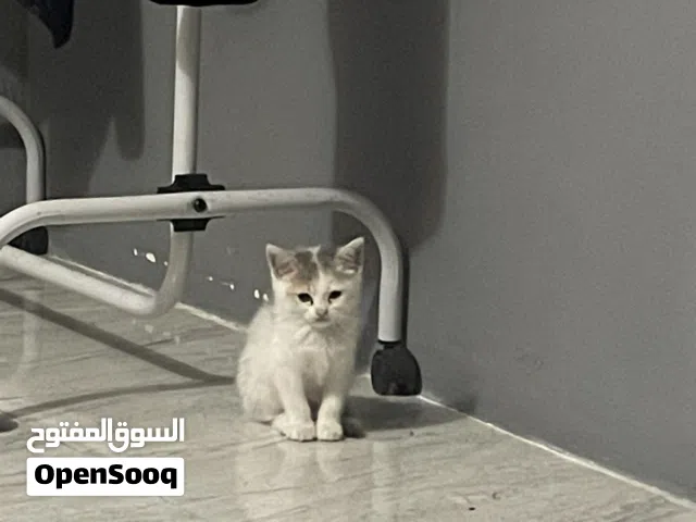 Home cat free adoption