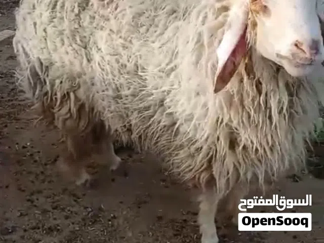 طليان فحله ثلاثه و نثيه وحدة العدد اربعه