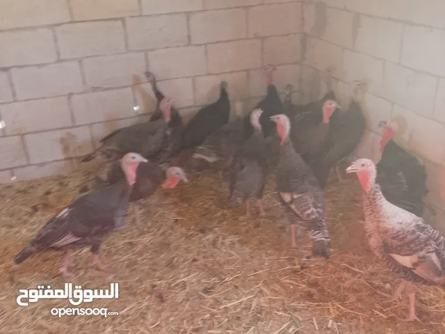 15حبشه مع ديك اسود