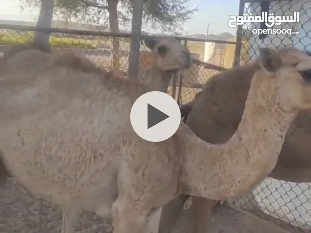 جمال قعدان بوش قعود حاشي