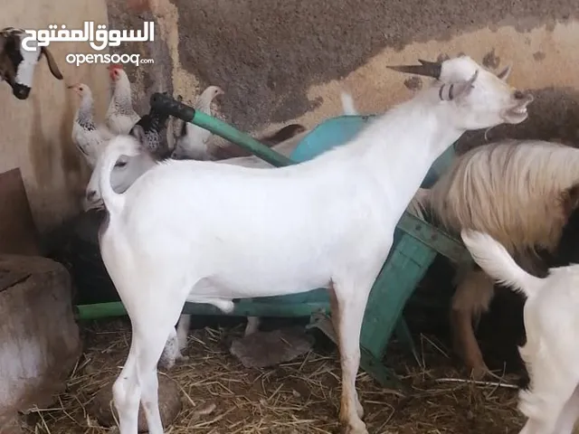 للبيع فحل حار