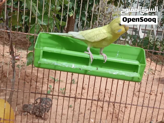 كوبية بقلينو حاجة ربي يبارك