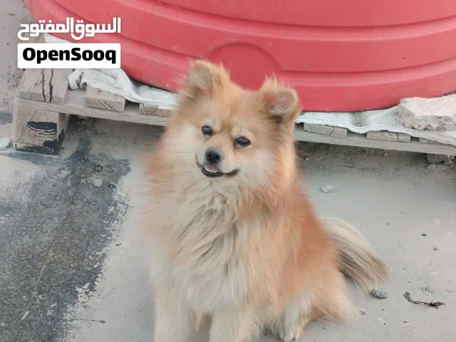 للبيع فحل ملقح ونظيف