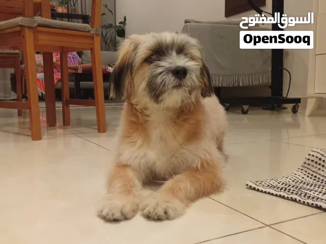 انثى شيتزو مكس جميله