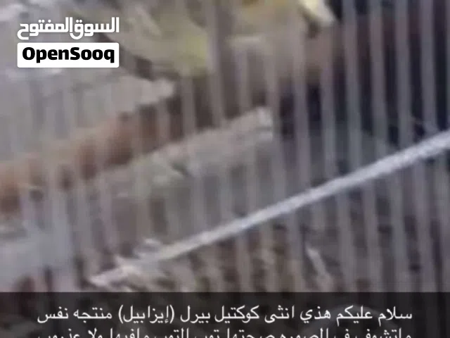 فرخ كوكتيل العمر 6 إلى 7 اسابيع الفرخ ماعليه كلام يعرف كلمت تعال لونه مميز تبارك الرحمان