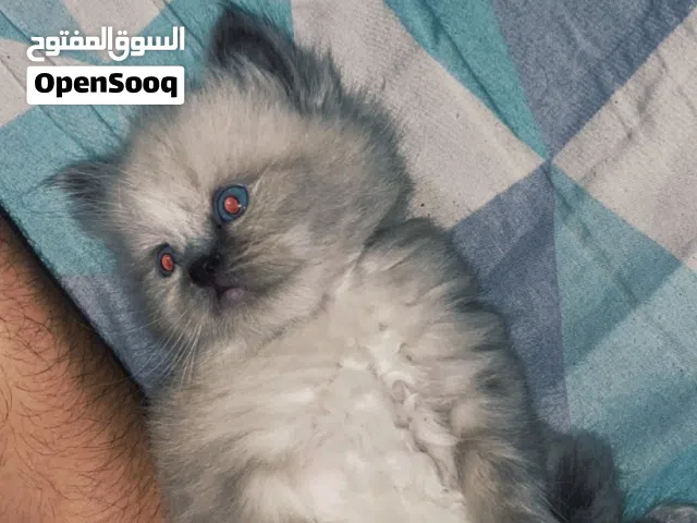 قطه هملايا عمر شهرين للتواصل واتساب على الرقم