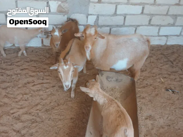 لأصحاب الاستراحات والمنتزهات والحدائق عرض فاخر الله يبارك كوبية كردي قزمي فحل سنه تني ومعزتين