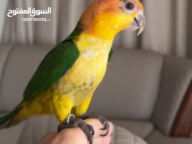 كايكي وايت بيلي اليف جداً caique white belly