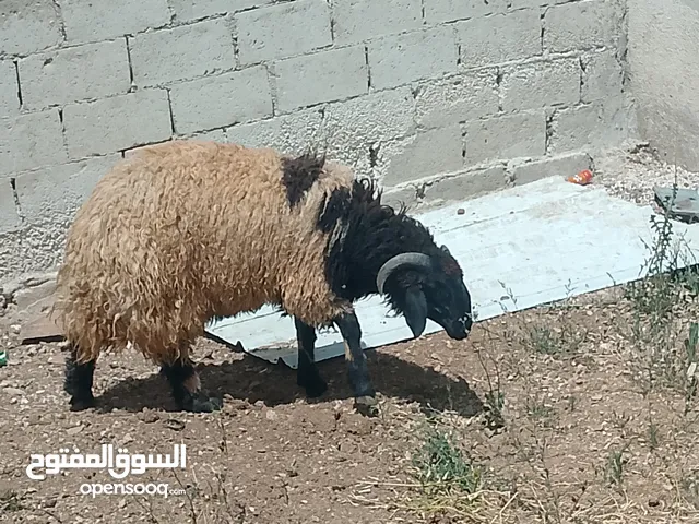 خروف. بصلاه على نبي