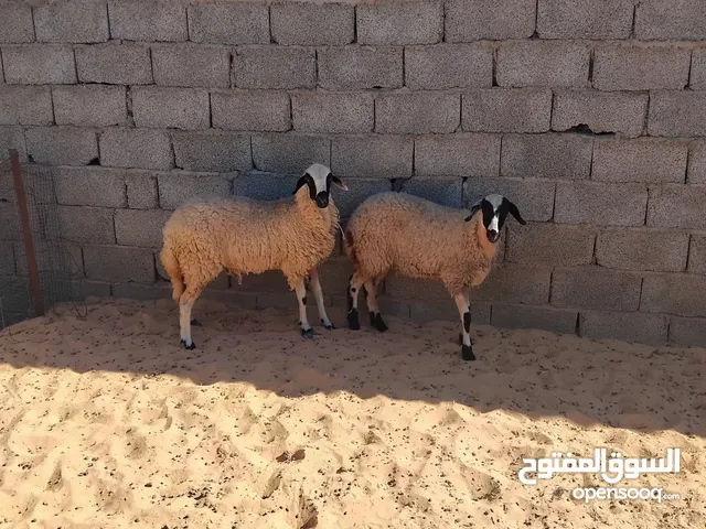 بسم الله  توكلنا على الله  2 بركوسات للبيع سعر البيع مع بعض 2500 دينار  الزاوية جودايم