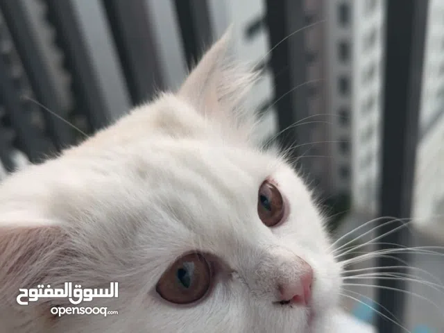 قط للبيع بصحة ممتازة والسعر المطلوب 120 دينار.