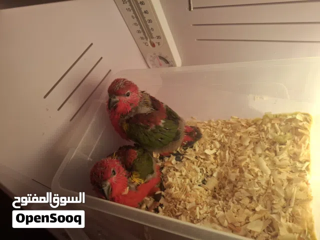 بسم الله الرحمان الرحيم لعشاق نوادر  فراخ ببغاء لوري دبل دبل جانبو