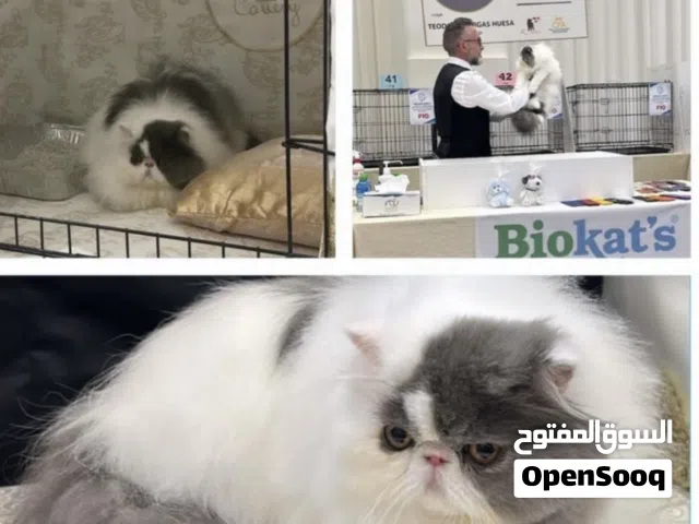 قط بيكي فيس بيور