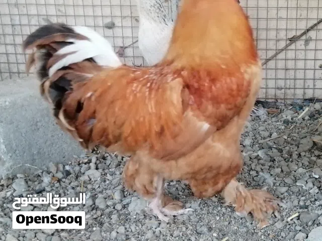 للبيع طقم يتكون واحد ديك وثلاث دجاجات أقرأ الوصف قبل عن تتواصل