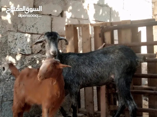 ثنيه كل جال ثلاث حبات معاها سخله