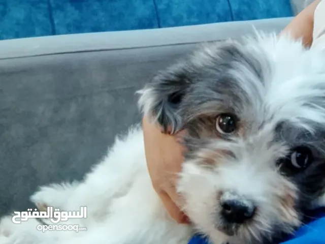 كلب فرنسي عمره شهرين