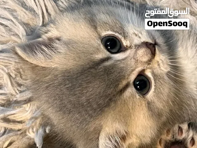 سكوتش فولد جولد مع بدقري Scottish fold gold ny12 with pedigree