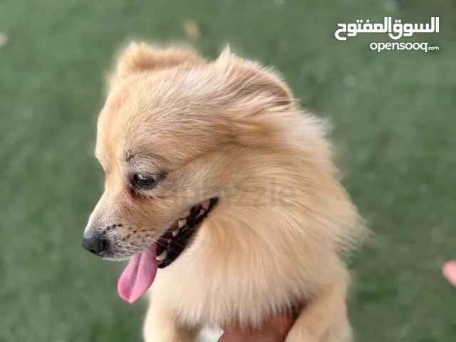 Adorable Pomeranian for Adoption!