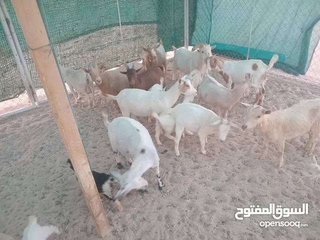 للبيع ماعز