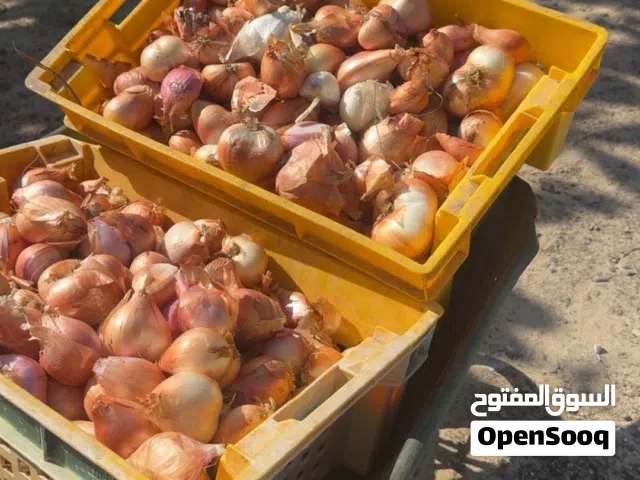 متوفر بصل انتاج مزرعه الرحبه