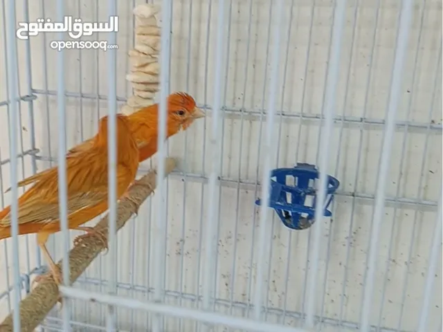 جوز مشمشي نخب اول