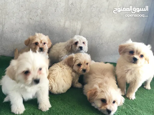 جراء مكس مالتيز & فرنش تيري