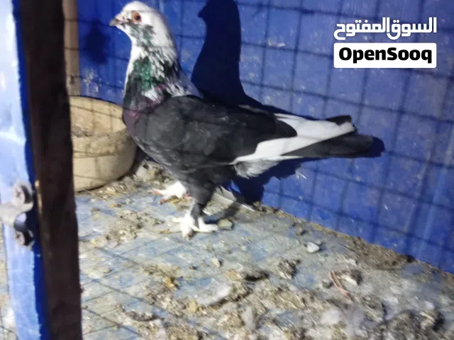ثلث فحوله طيوره حمام