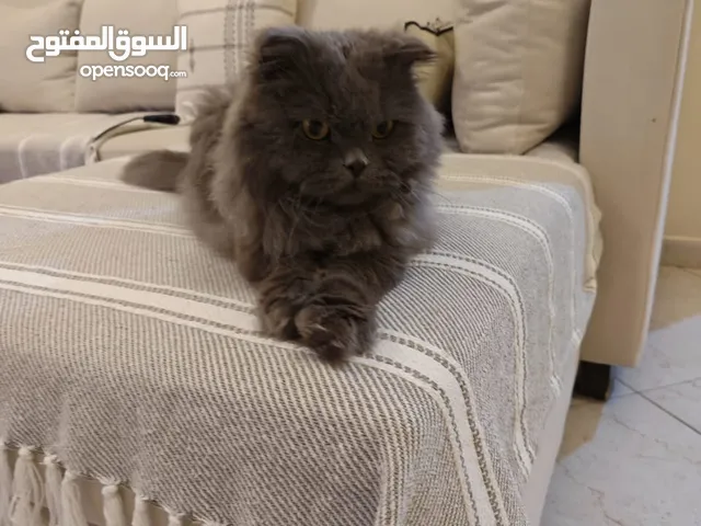 Scottish Fold Cat for Free Adoption – Neutered, Insured & Groomed