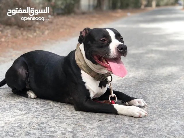 بيتبول امريكيه