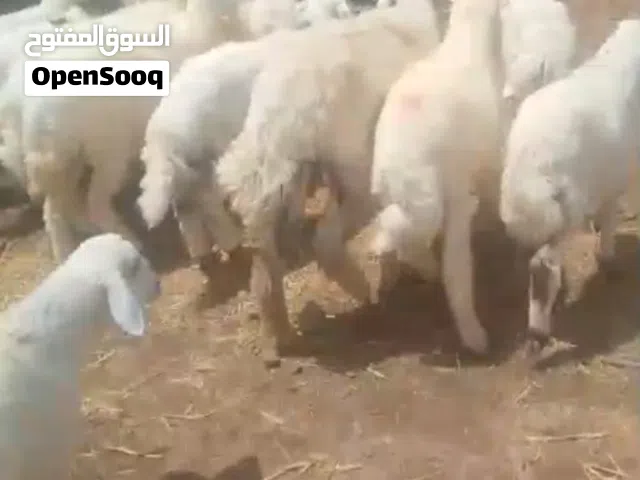 اغنام لي البيع
