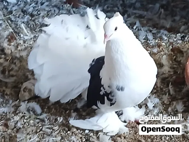 طيور حمام شمسي للبيع
