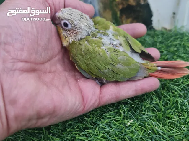 فرخ كنيور عس باينئبل ريد فاكتور العمر 35 يومانتاج الكويت انتاجي A.G FARM