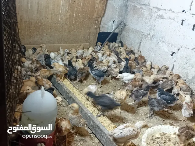 صوص بلدي عمر شهر