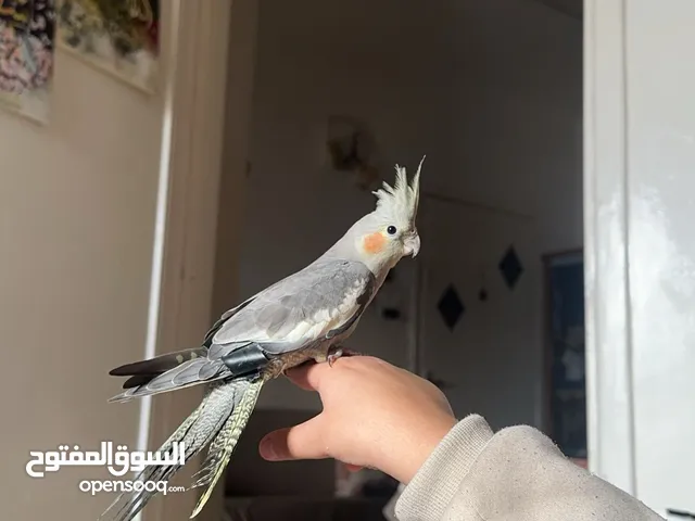 ببغاء اليف للبيع