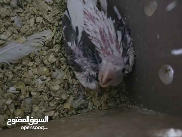 افراخ كوكتيل