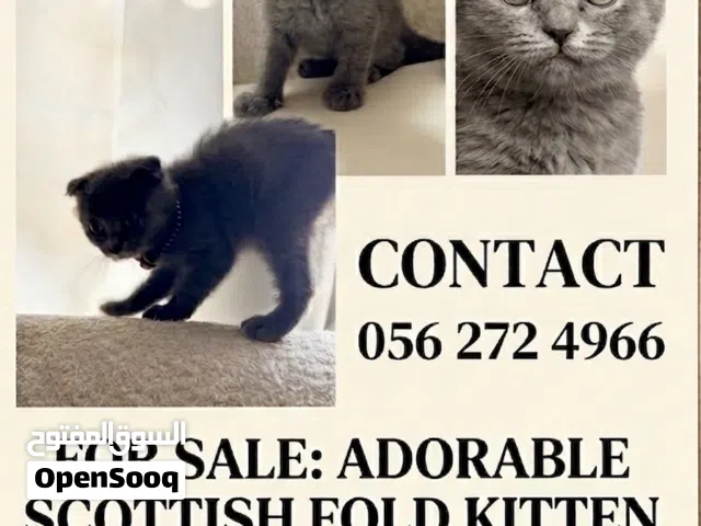 Scottish fold pure 3 months old