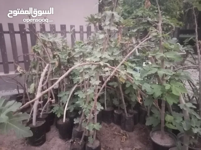 شتلات تين للبيع