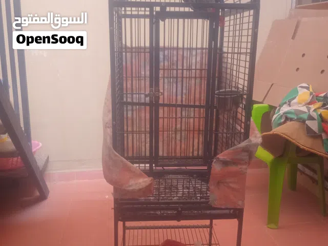 ببغاء كاسكو زنجباري للبيع