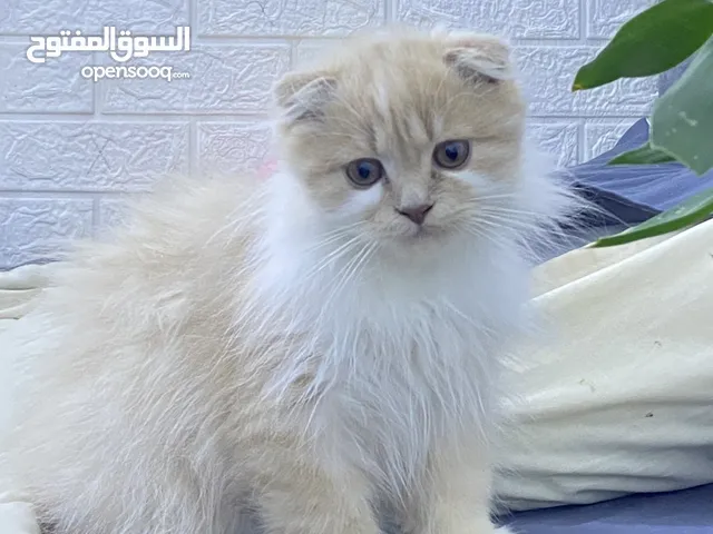 قط ذكر للبيع