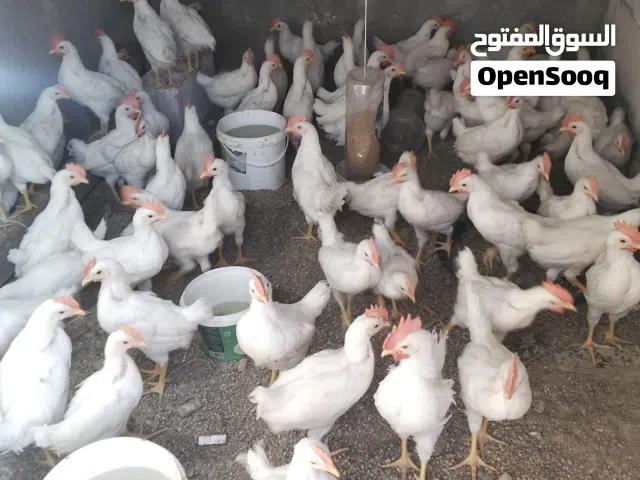 فراخ ديوك في بيتهم كم فرخا