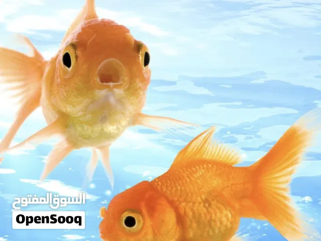 سمك جولد عدد 2 gold fish