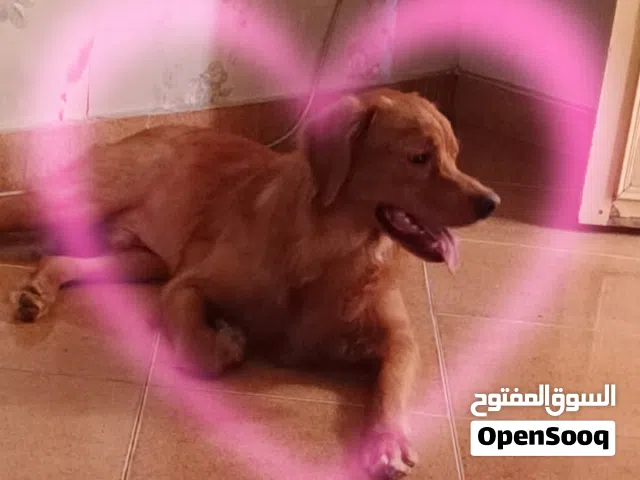 جولدن ريتريفر شوكلت