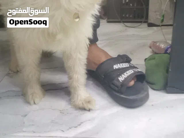 جريفون الماني 8شهور