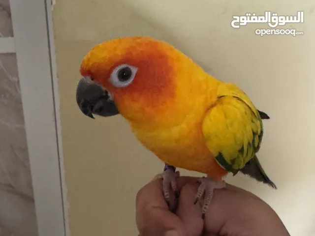 ببغاء صن كنيور اليف جدا