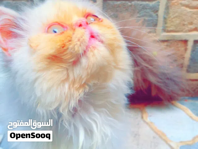 قط دكر شيرازي بيكي فيس العمر حوالي 3الى4شهور  متعود على لتر بوكس