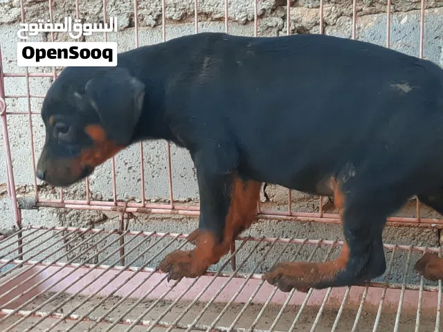 انسايتين دوبرمان العمر 50 يوم