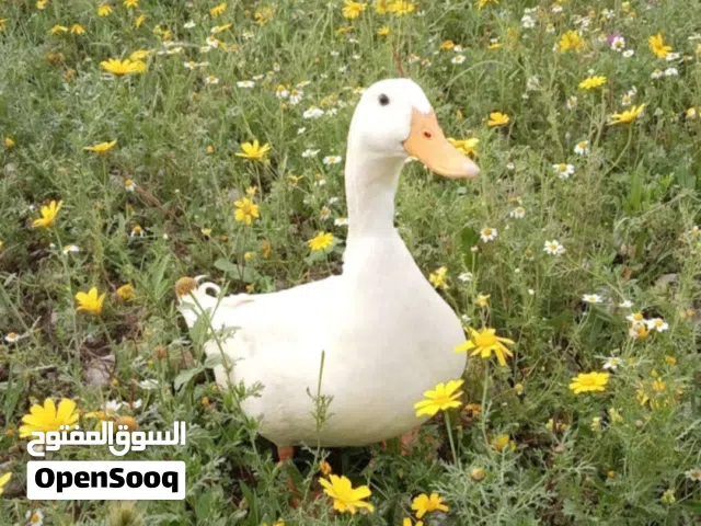 ذكر بط بكيني للبيع