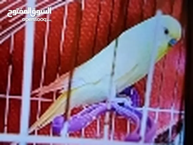 عصفور بقالينو